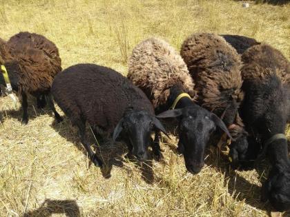 Hissar - Fettsteiß - Schafe Bock Nutztiere