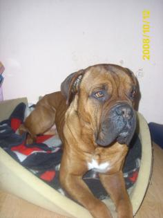 Liebe Bordeaux-Dogge