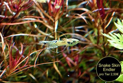 Endler, Guppy, reinerbig, ab 1, 50Euro, Versand