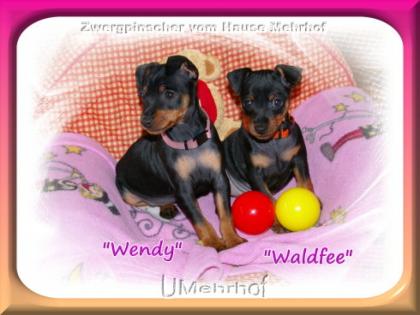 Zwergpinscher-Rehpinscher-Welpen mit Papieren