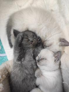 Britisch Kurzhaar Kitten BKH Kitten