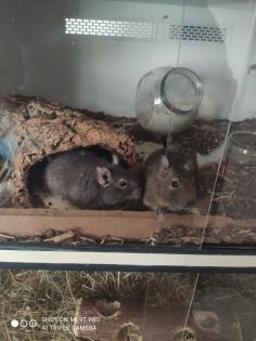 2 Degus zu verkaufen, mit und ohne Käfig