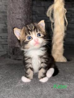 4 Maine Coon Kitten Kater