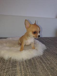 Chihuahua welpen