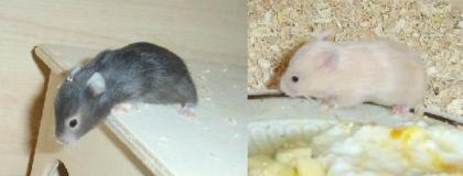 Teddyhamsterbabies von Felicitas abzugeben