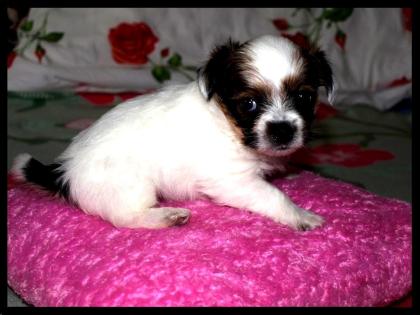 Super süße Welpen Biewer Yorki/Malteser Mix