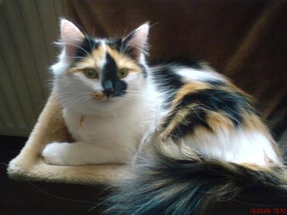 Suche langhaarigen Deckkater