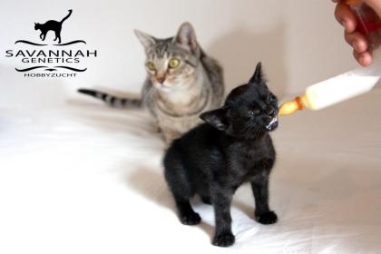 F5 SBT Savannah Kitten Silver Melanistic