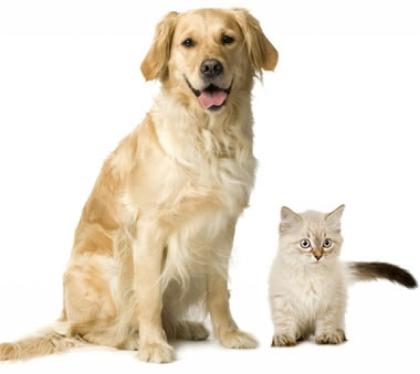 Liebevolle Tierbetreuung von Hund und Katze