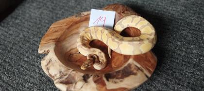 Mehrere Königspythons Regius abzugeben in Soest/Nrw