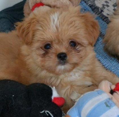 Chihuahua - Shihtzu Mix Welpen in verschiedenen Farben dürfen umziehen