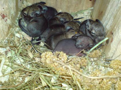 Degu Baby s 31. 05. 09 geboren Dortmund/Unna