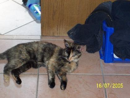 Tricolor Katze Ronja verschwunden
