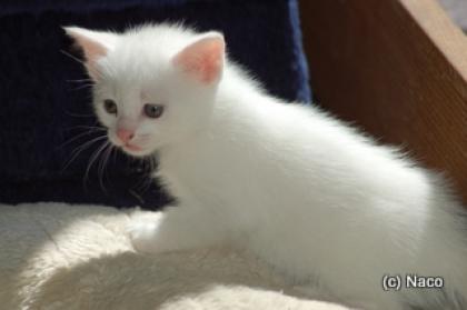 Kater weiß