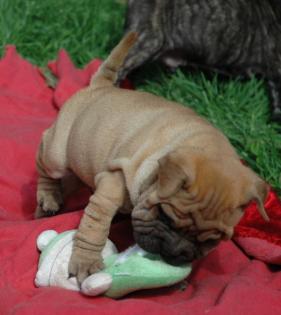 SHAR PEI schone welpen