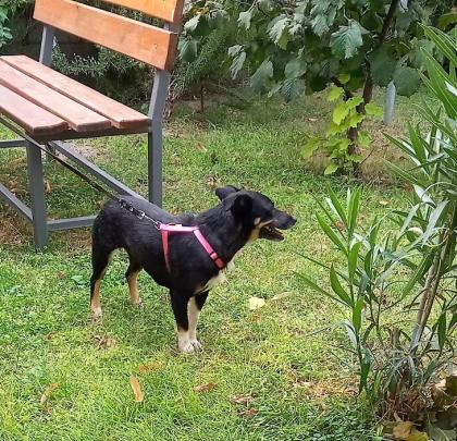 Tinka sucht ein passendes Zuhause