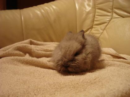 Kaninchen Babys suchen dringend ein zuhause