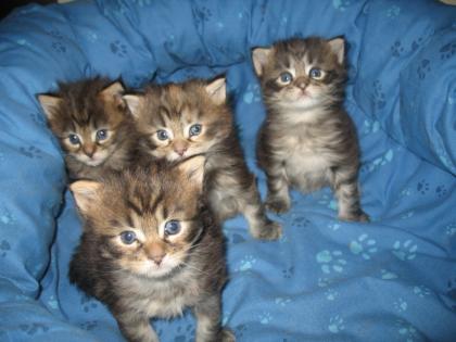 Maine coon Kitten