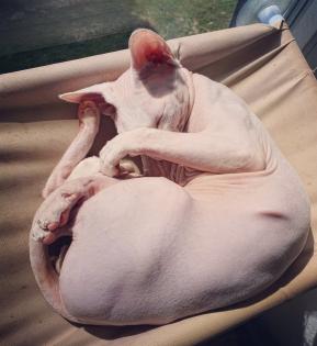 Deckkater Canadian Sphynx Odd Eyed