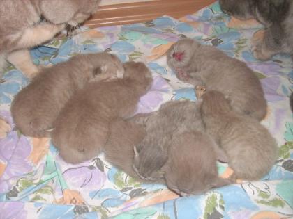 Britische Kurzhaar - Katzenbabys