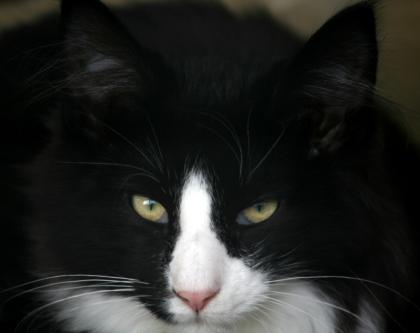 2 wunderschöne kleine Kater suchen neue Schmuseeltern