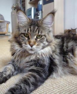 Maine Coon Babys