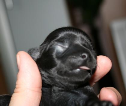 Chihuahua Welpen aus liebevoller Wohnungsaufzucht