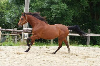 Wallach sucht nette Reitbeteiligung