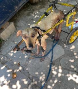 Notfellchen Athina sucht ein passendes Zuhause