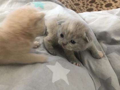 Scottish fold Kitten britisch Kurzhaar Bkh