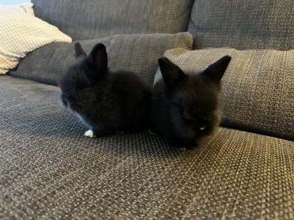 Kleine Löwenkopfkaninchen Babys