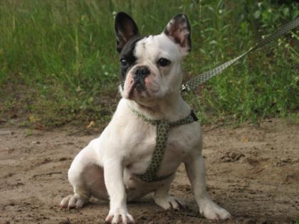 Schöne Französische Bulldogge