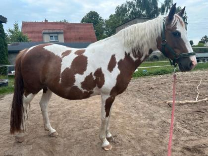 Bunte Deutsche Reitponystute