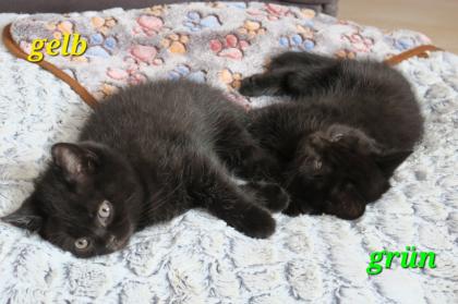 Reinrassige Britisch Kurzhaar BKH Kitten, Vater mit Stammbaum