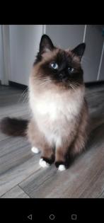 Heilige Birma Deckkater