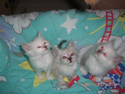 Reinrassige Heilige Birma Kitten ZUCKERSÜß und VERSCHMUST
