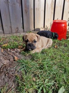 Französische Bulldogge Welpen mit Rute