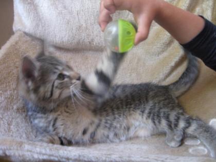Hallo und Miau,