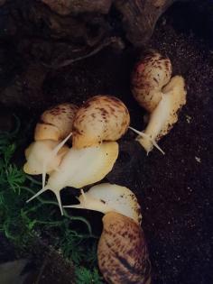 4 Achatschnecken Lisachatina Reticulata Jungtiere abzugeben