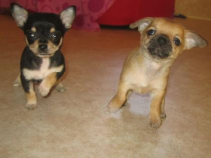 Chihuahua Welpe