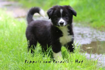 Australian Shepherd Welpen Mädchen und Rüden dürfen ab sofort ausziehen mit Ahnentafel uvm