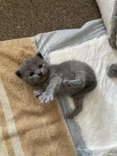 4 Kleine BKH-Kitten suchen ab dem 22. 06. 2023 ein liebevolles Zuhause