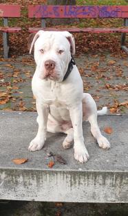 Englishbulldogge