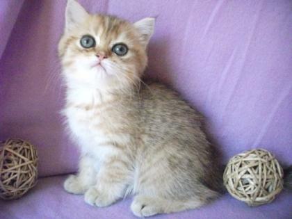 Exotic Shorthair Kater 1 golden tabby 1 golden shell wunderschön lieb m Stammba
