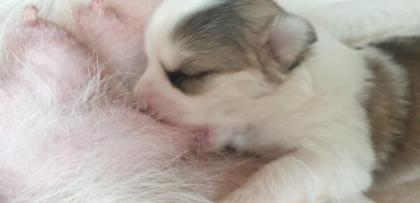 Unsere pomsky Welpen sind geboren