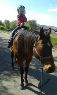 Biete RB auf QH Wallach