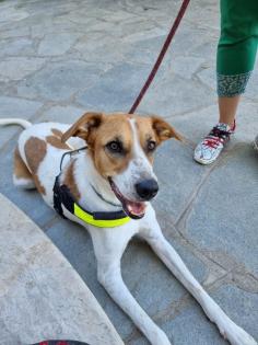 Maja sucht ein passendes Zuhause