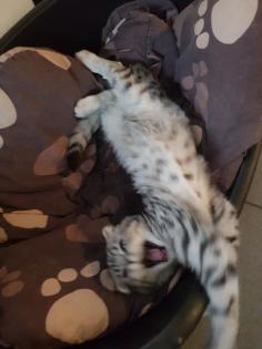 Bkh Kater silver black tabby whiskas