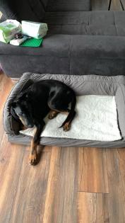 Dobermann Schäferhund mix Nalu 12 Monate