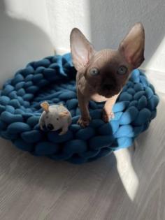Reinrassige Canadian Sphynx Kitten mit Tasthaaren